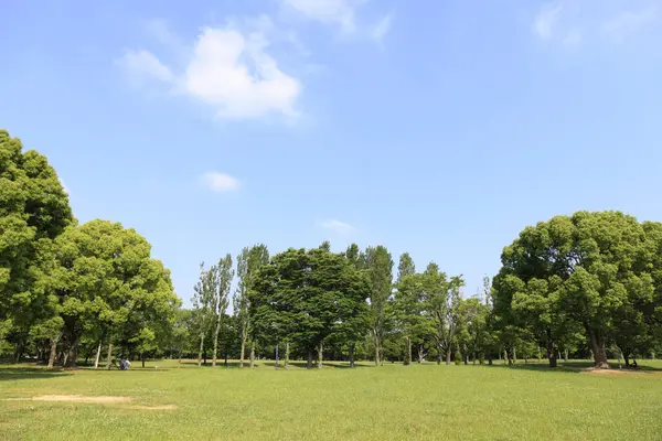 Arbres Verts Dans Parc Avec Ciel Bleu — Photo