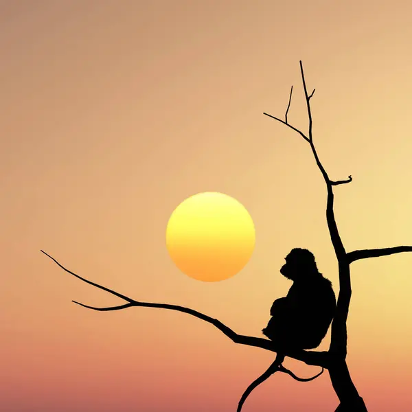 日没に枝の上に座っている猿 — ストック写真