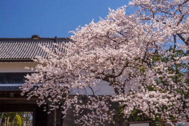 Japonya 'da kiraz çiçeği