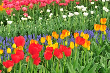 Parkta açan güzel laleler           