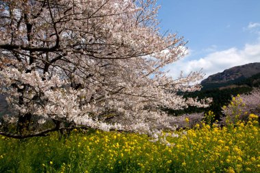 Bahçede güzel bahar çiçekleri, çiçek açan ağaçların manzarası.