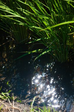 Yeşil çeltik tarlası tarlası