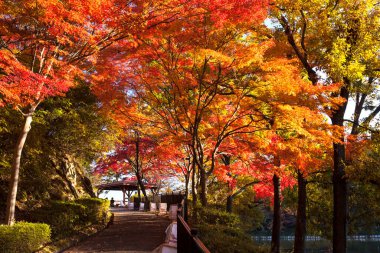 Güzel sonbahar yaprakları, Japonya 'da sonbahar bitkisi