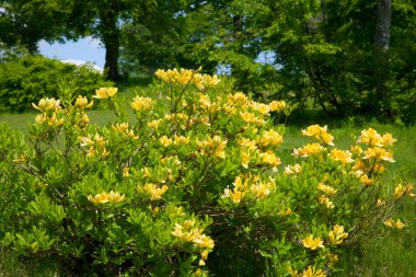 Güzel botanik fotoğrafı, doğal duvar kağıdı.