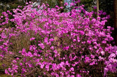 Bahçedeki güzel pembe çiçekler