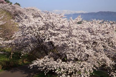 Japonya 'da kiraz çiçekleri, Tokyo - Japonya