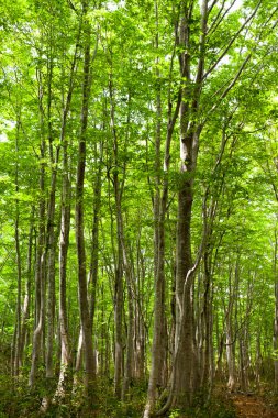 Dağlardaki yeşil orman