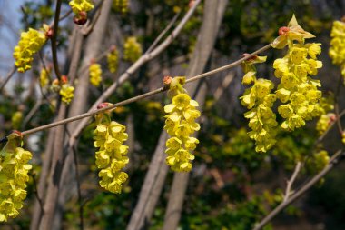Bahçedeki güzel çiçekler