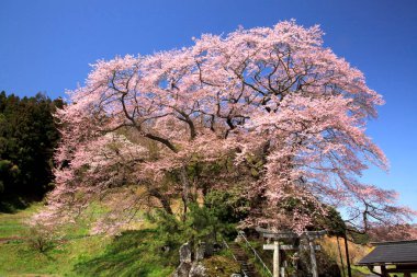 Japonya 'da kiraz çiçeği