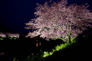 Japonya 'da kiraz çiçeği.