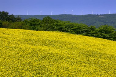 Sarı çiçekli ve yel değirmenli güzel bir arazi.