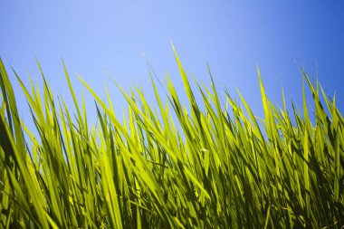 Yeşil çeltik tarlası tarlası