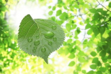taze yeşil yaprak çiy ile damla