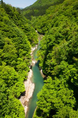 Bir nehir yemyeşil bir ormanın içinden akıyor.