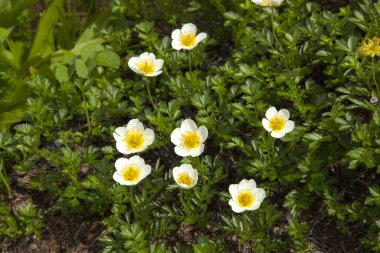 Sarı çuha çiçekleri.