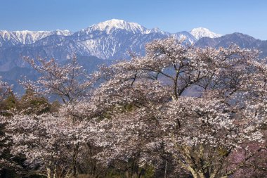 Kiraz ağaçları olan güzel dağ manzarası