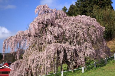 İlkbaharda kiraz çiçeği