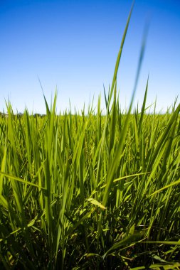 Yeşil çeltik tarlası tarlası