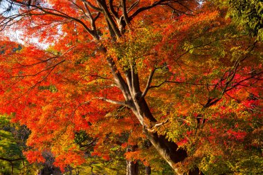 Güzel sonbahar yaprakları, Japonya 'da sonbahar bitkisi