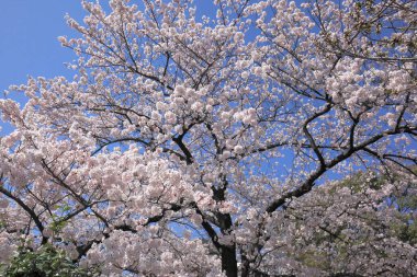 Japonya 'da kiraz çiçekleri doğada yetişir.