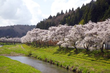 Japonya 'da kiraz çiçeği