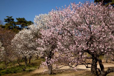 Bahçede güzel bahar çiçekleri, çiçek açan ağaçların manzarası.