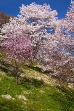Japonya 'da kiraz çiçeği