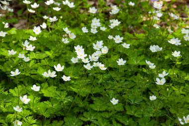 Ormanda beyaz çiçekler