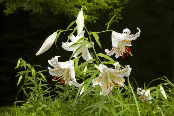 Красиві Білі Лілії Літньому Саду — стокове фото