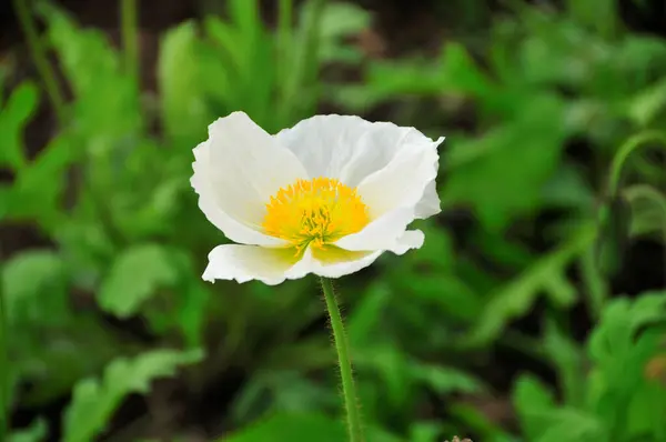 white poppy flower in the garden
