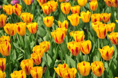 Parkta açan güzel laleler           