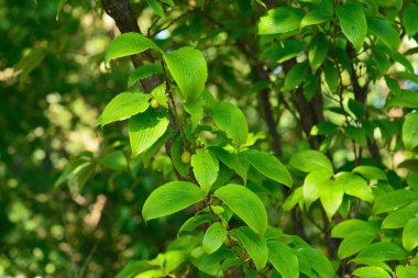 Yeşil ağaçlar güneş ışığında dallanır, doğa arka planında 