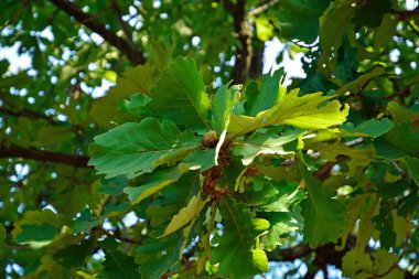 Ormandaki ağaç dallarında yeşil yapraklar   
