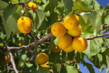 sarı kayısılar ağaç dallarında doğa arka planında