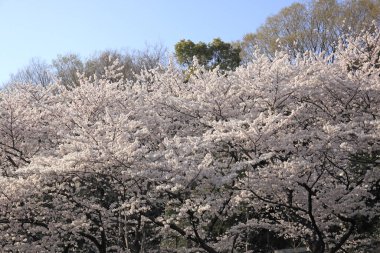 Japonya 'da kiraz çiçekleri doğada yetişir.