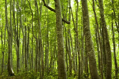 Sabah ağaçlı yeşil orman