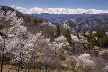 Japonya 'da kiraz çiçeği zamanı
