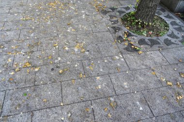 Ağaç tabanını çevreleyen dağınık sarı yapraklı gri taş kaldırım.