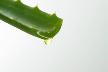 aloe vera bitkisi beyaz üzerine izole 