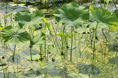 Gölette nilüfer çiçeği
