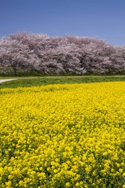 İlkbaharda kiraz çiçeği