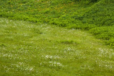 Yeşil çimenlerin üzerinde çayır