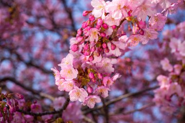 İlkbaharda kiraz çiçeği 