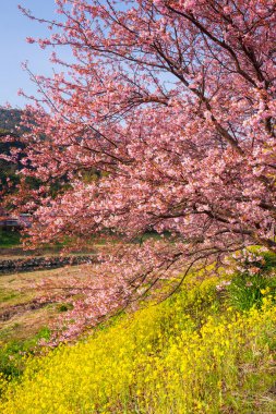 İlkbaharda kiraz çiçeği 