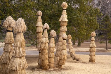 Bir Parkta Konik Hasır Ağaç Örtüsü Grubu