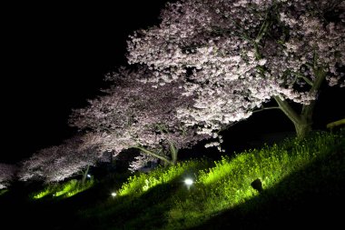 Japonya 'da kiraz çiçeği.