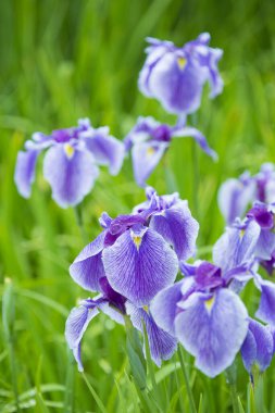 Mor Japonca Iris çiçekleri yakın çekim