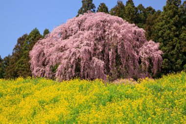 Parkta güzel bahar çiçekleri
