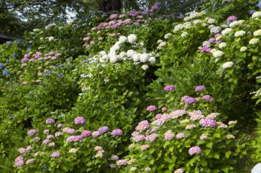 Güneşli bir yaz gününde güzel çiçek açan ortanca çiçekleri.
