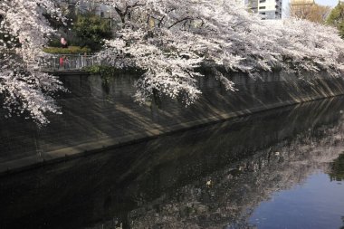 Japonya 'da kiraz çiçekleri doğada yetişir.